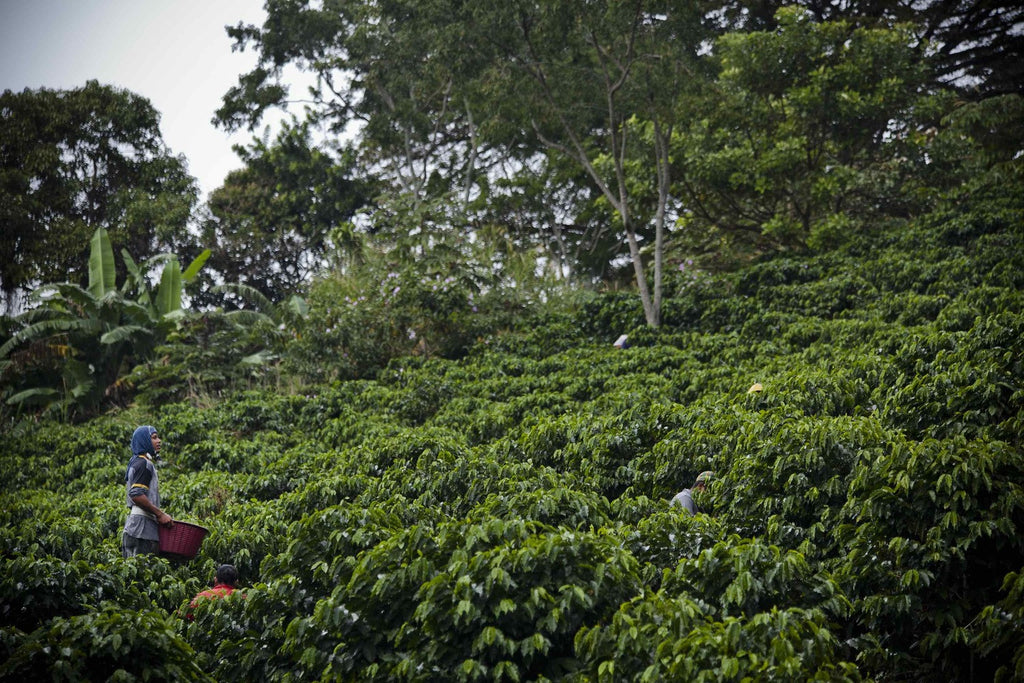 A Rare Tour of Coffee Processing