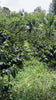 Colombia Finca Isaza