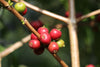Ethiopia Chelbessa Espresso