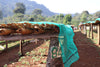 Ethiopia Chelbessa Espresso