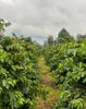 Kenya Kathendu