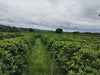 Brazil Sitio Campestre